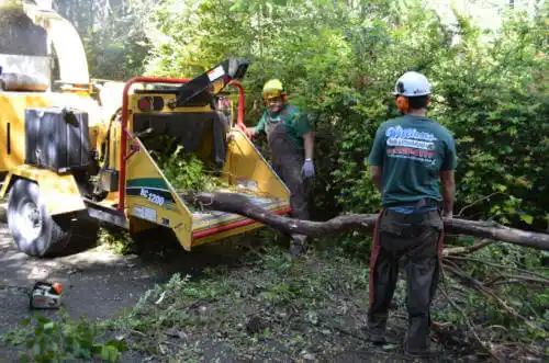 tree services Lacoochee